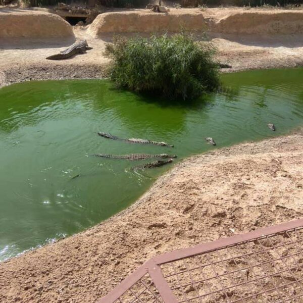 crocodile park from Taghazout