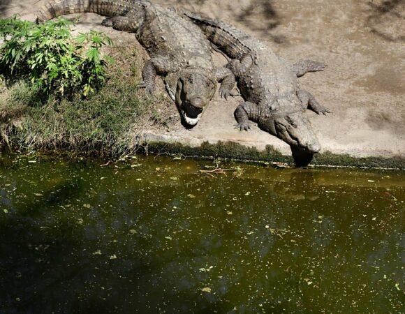 Agadir Crocodile & Anaconda Park Visit