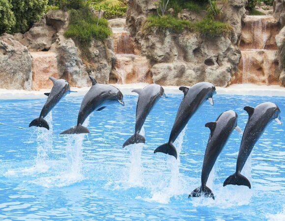 Agadir Dolphin World